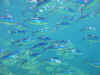 Resize of 11Fish38b.jpg (55892 Ӧ줸)