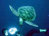 Resize of 02Turt1e3a.jpg (43791 Ӧ줸)