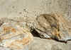 Resize of 006.jpg (143934 Ӧ줸)