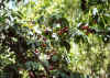 Resize of 018.jpg (136206 Ӧ줸)